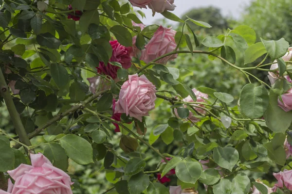 Sträucher mit rosa Rosen im Garten — Stockfoto