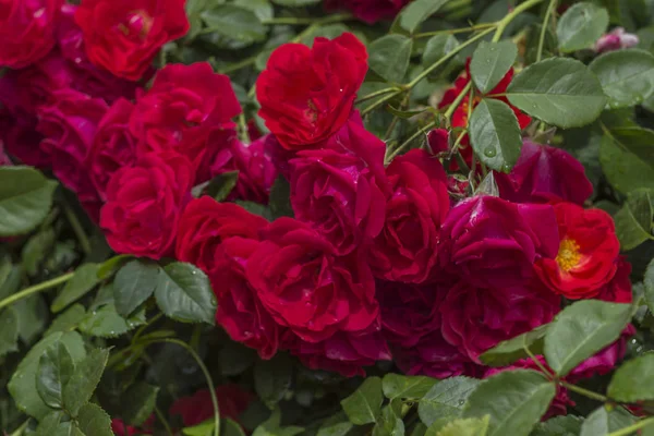 Knospen roter Rosen zwischen grünen Blättern — Stockfoto