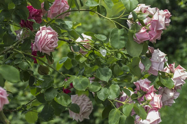 Sträucher mit rosa Rosen im Garten — Stockfoto