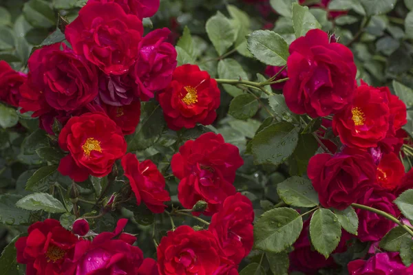 Knospen roter Rosen zwischen grünen Blättern — Stockfoto