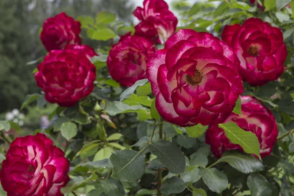 Arbustos de rosas rojas en el jardín —  Fotos de Stock