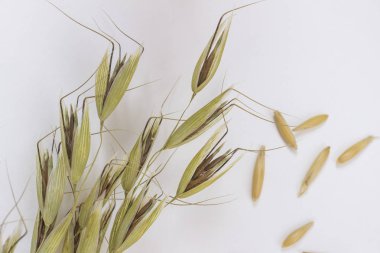 Beyaz arka planda yulaf dikenleri. Üstte görüntü