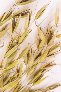 Beyaz arka planda yulaf dikenleri. Üstte görüntü