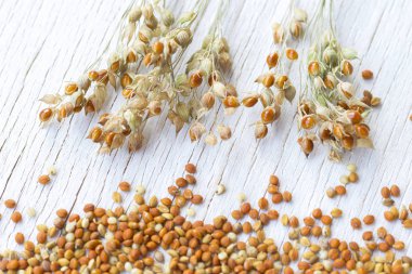 Beyaz bir arka plan üzerinde darı taneleri ve panikler. Close