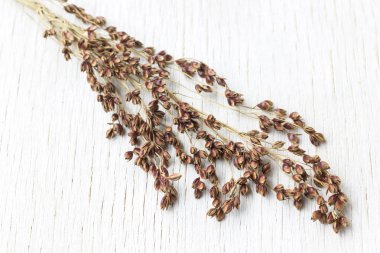 Beyaz bir arka plan üzerinde darı kırmızı darı Sprig. Close