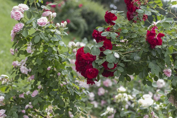 Knospen rosa und roter Rosen an langen Stielen — Stockfoto