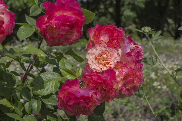 Sträucher mit rosa Rosen im Garten — Stockfoto