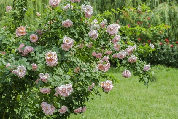 Sträucher mit rosa Rosen im Garten — Stockfoto