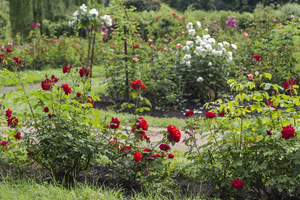 Arbustos de rosas rojas y blancas en el jardín — Foto de Stock