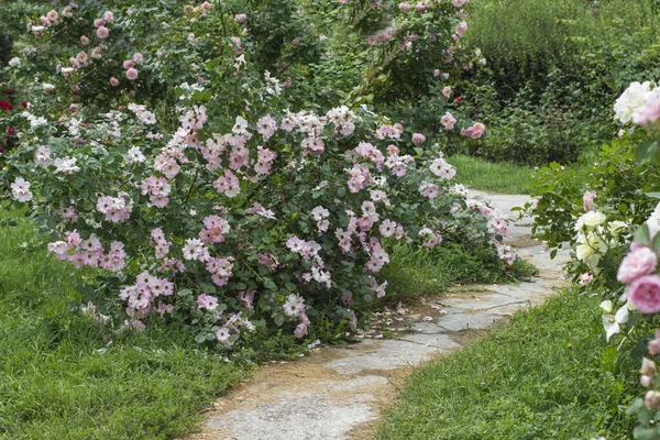 Parkta yol boyunca pembe gül çalılar