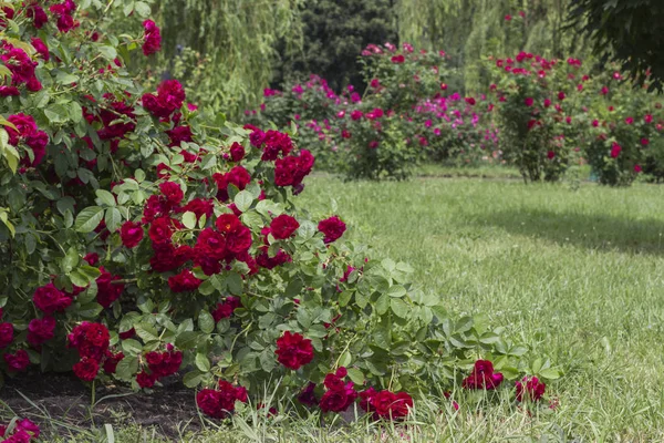 Arbustos de rosas rojas en el jardín — Foto de Stock