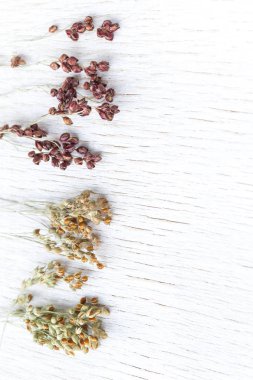 Kırmızı ve sarı darı sprigs. Beyaz arka plan