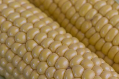 Çiğ mısır koçan yakın