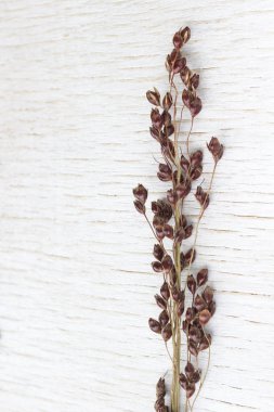 Beyaz bir arka plan üzerinde kırmızı darı sprigs. Close