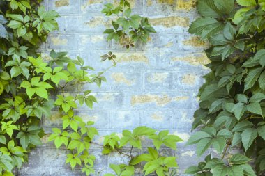 Arka plan. Tırmanma bitkileri ile sarı tuğla duvar