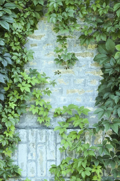 背景。黄砖墙与攀爬植物 — 图库照片