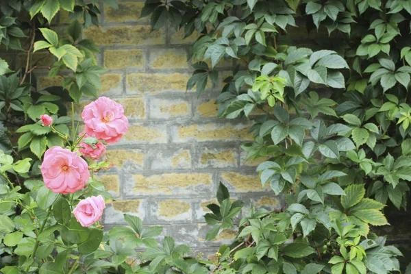 Antecedentes Pared de ladrillo amarillo con plantas trepadoras — Foto de Stock