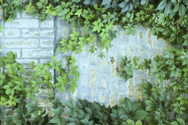 Arka plan. Tırmanma bitkileri ile sarı tuğla duvar