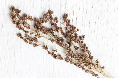 Beyaz bir arka plan üzerinde darı kırmızı darı Sprig. Close