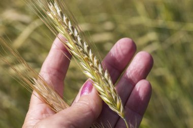 Tarım alanında bir kadın elinde çavdar Spikelets
