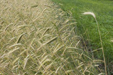 Tarım alanında çavdar spikelets