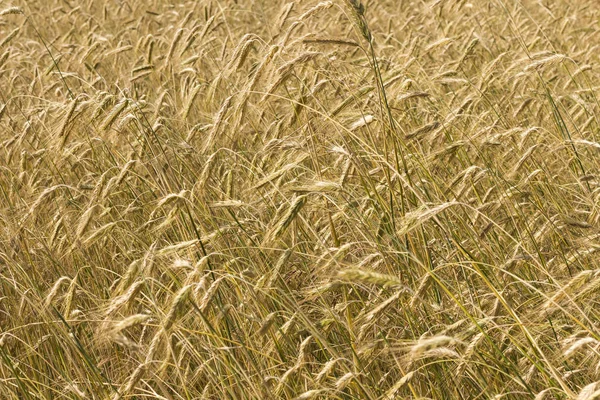 Spikeletten van rogge op landbouwgebied — Stockfoto