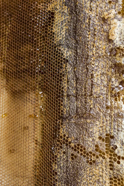 Moldura com favos de mel. Alguns favos de mel estão abertos e cheios de mel. Alguns favos de mel são cobertos com cera . — Fotografia de Stock