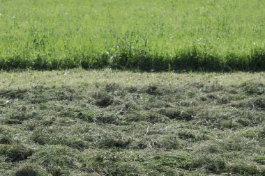 Çayırda biçilmiş çimenler var. Çimlerin bir kısmı kesildi ve bir kısmı kesilmedi