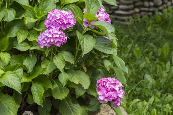 A blooming hydrangea bush in the garden — Stock Photo, Image