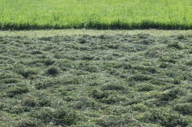 Çayırda biçilmiş çimenler var. Çimlerin bir kısmı kesildi, diğer kısmı kesilmedi.