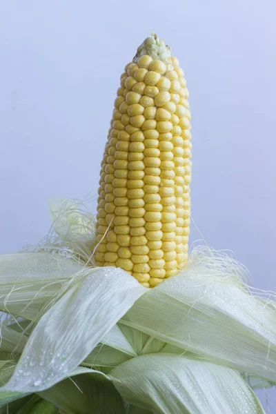 Espiga amarilla de maíz con hojas. Gotas de agua. Fondo azul —  Fotos de Stock