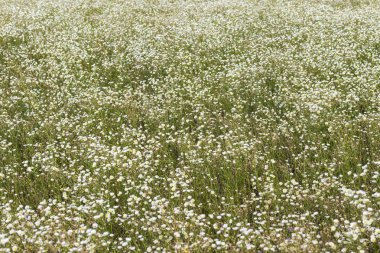 Beyaz çayır çiçekleri. Arka plan
