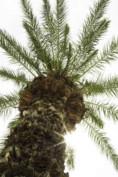 Тропічна пальма на фоні неба, вид знизу — стокове фото