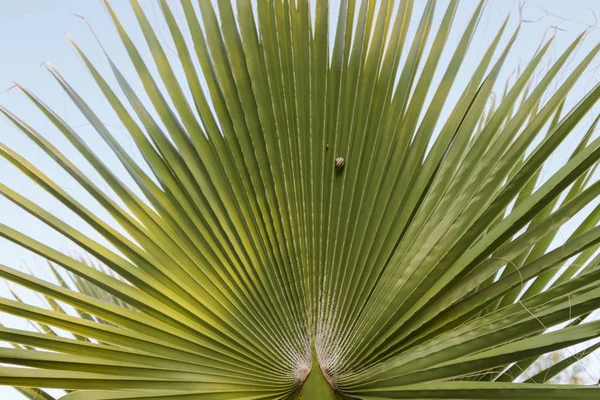 Пальмове листя крупним планом, Равлик на листках — стокове фото