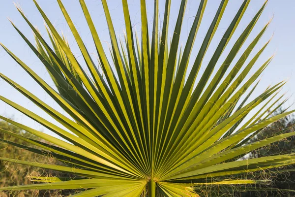 Leaves of palm tree close-up, blue sky, background