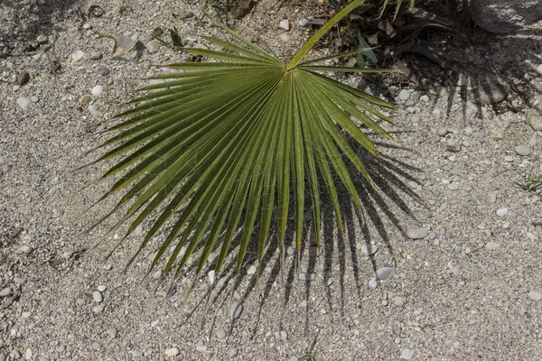 Гілка пальмового дерева на фоні піску — стокове фото