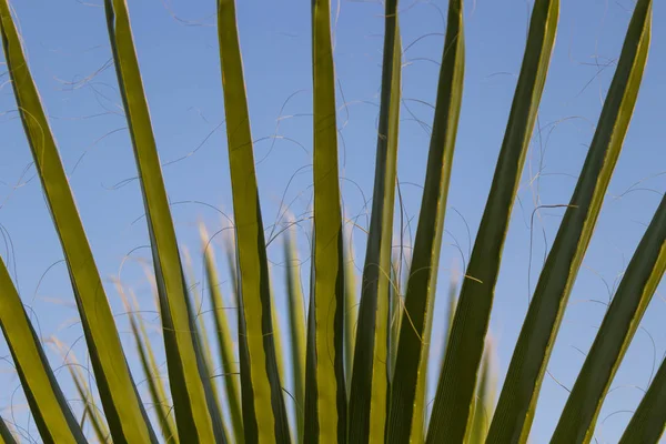 Listí z palmového stromu, modrá obloha, pozadí — Stock fotografie