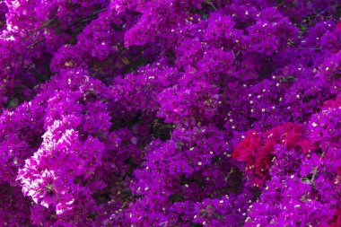 Çiçekli begonviller tomurcukları, doğal arka plan, yakın çekim