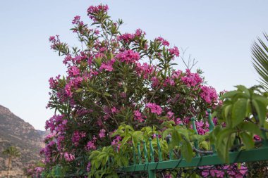 Çiçek açan oleanders, mavi gökyüzü, doğal arka plan