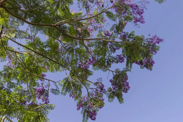 푸른 하늘을 배경으로 라일락 아카시아 의 가지 — 스톡 사진