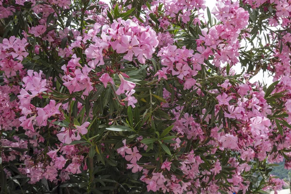 Çiçeklenme oleanders, doğal arka plan, yakın çekim