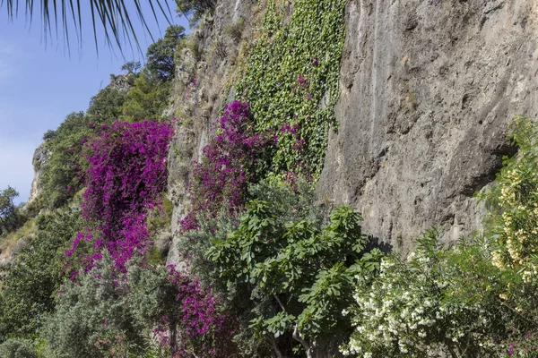 Kayaüzerinde leylak çiçekleri ve bitki örtüsü, doğal arka plan