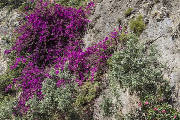 Kayaüzerinde leylak çiçekleri ve bitki örtüsü, doğal arka plan