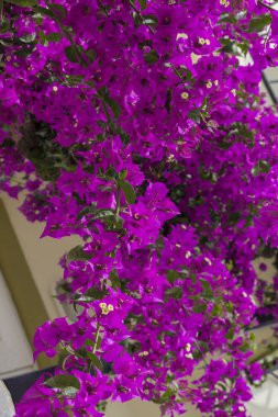 Leylak çiçekleri begonviller, doğal arka plan