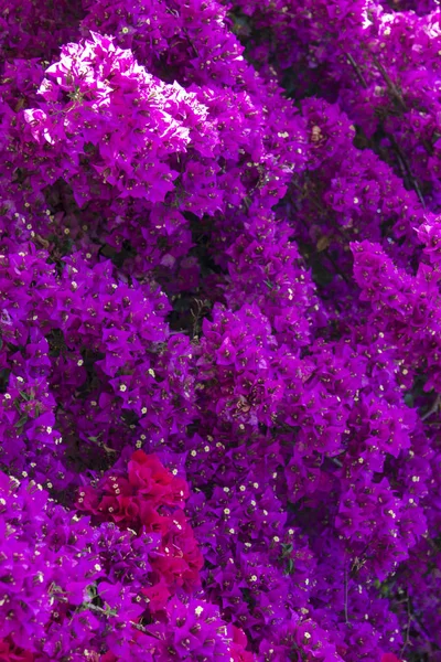 Kwitnące pąki bugenwilli, naturalne tło, zbliżenie — Zdjęcie stockowe