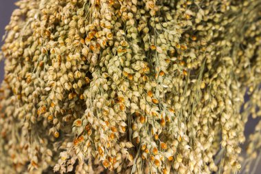 Bir avuç darı yakın çekim. Arka plan