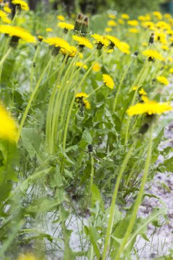 Yerde kavak kabartma bir alanda sarı karahindiba