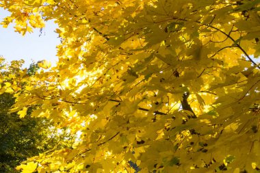 Sarı akçaağaç yakın çekim yaprakları, sonbahar günü