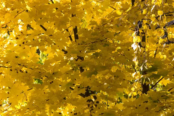 Желтый клен листья крупным планом, осенний день — стоковое фото