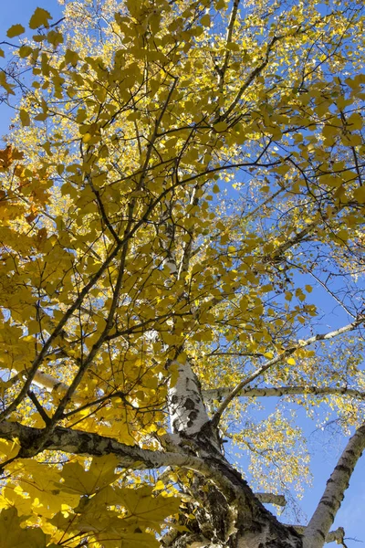 Brzoza z żółtymi listwami, Błękitne niebo, jesienny słoneczny dzień, widok z dołu — Zdjęcie stockowe